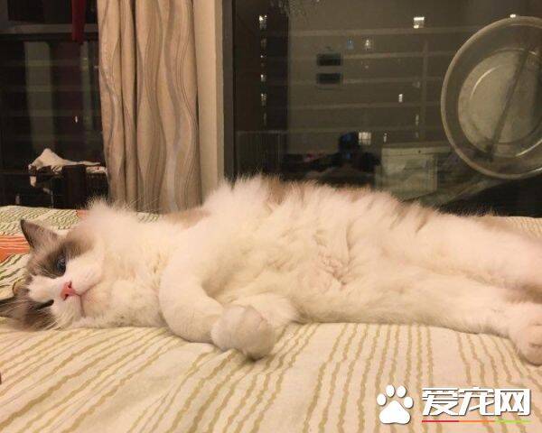 布偶猫多少钱一只纯种小猫 布偶猫纯种怎么挑