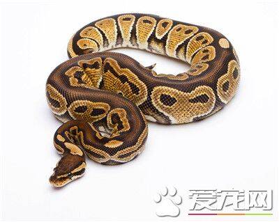 球蟒吃什么 主要食物是小型啮齿类动物