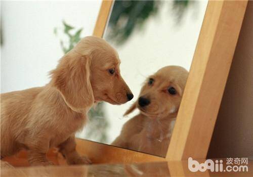 犬支气管肺炎的治疗方法