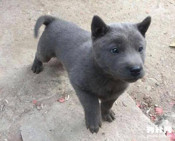 刚打算养只狗，表叔立马送一只，想啥来啥太幸运了！