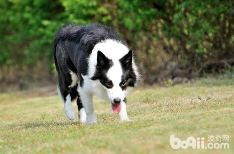 边境牧羊犬多大之后不能再生育了？