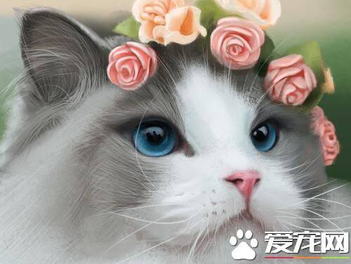 豹猫和布偶猫哪个贵 豹猫多少钱一只