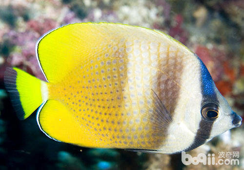 热带鱼可以和什么种类的观赏鱼混养？