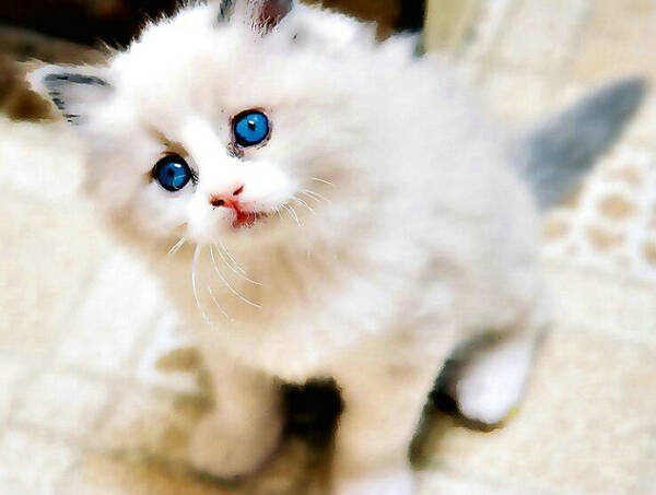 一个月的小猫怎么养