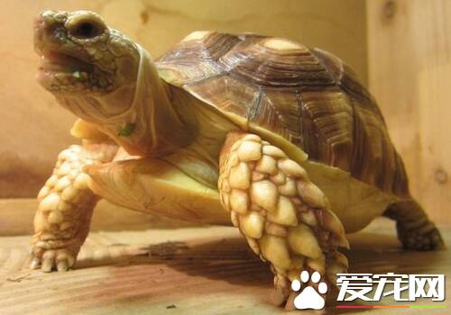 苏卡达龟好养吗 苏卡达龟是纯素食性的动物