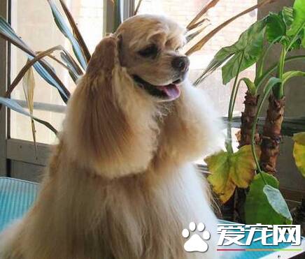 美国可卡犬掉毛程度 一般掉毛的量都是很少