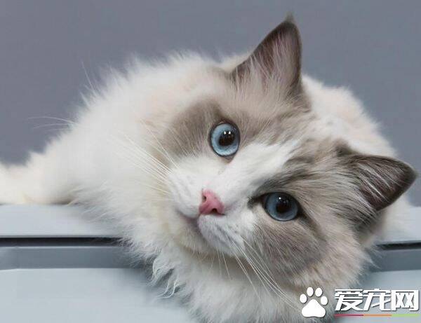 布偶猫生宝宝要注意什么 布偶猫产后注意什么