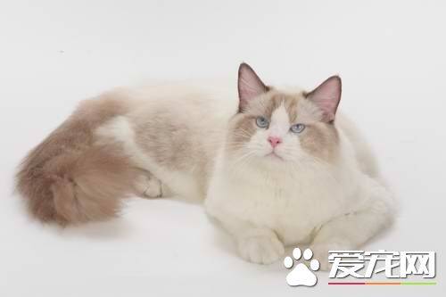 布偶猫不满耳什么意思 布偶猫满耳好吗