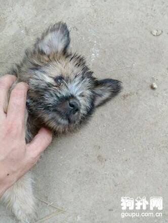 流浪狗染上坏习惯，被收养它的主人再次抛弃