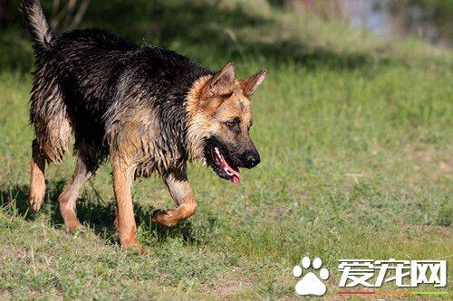 怎样饲养德国牧羊犬 饮水要清洁每天需提供2到3次