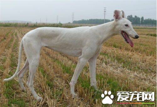 白色灵缇犬贵吗 根据血统来决定灵缇犬价格