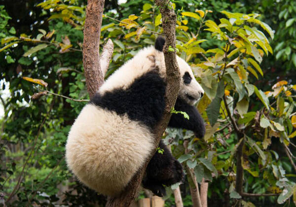大熊猫还会假孕