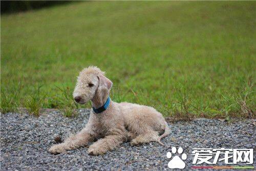 贝灵顿梗看家吗 看家能力较弱对陌生人很友善