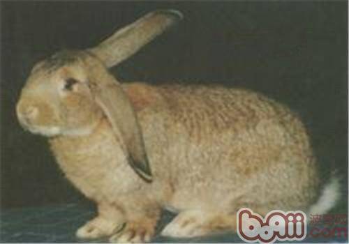 塞北兔的外貌特征