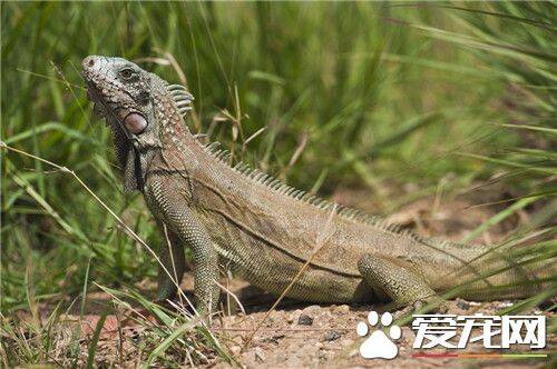 绿鬣蜥饲养环境 晒到紫外线是非常重要的
