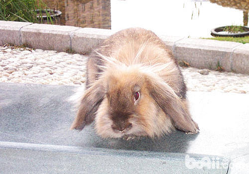 七月养兔要注意什么