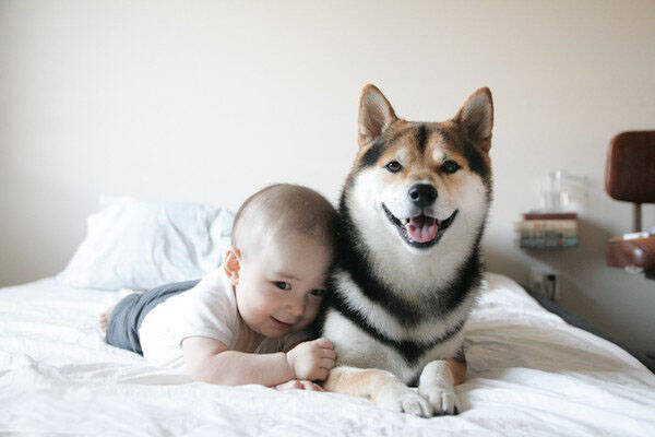 训练柴犬如何定点上厕所,柴犬多少钱一只