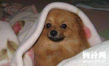 犬耳血肿症状- 犬耳血肿原因及防治方法