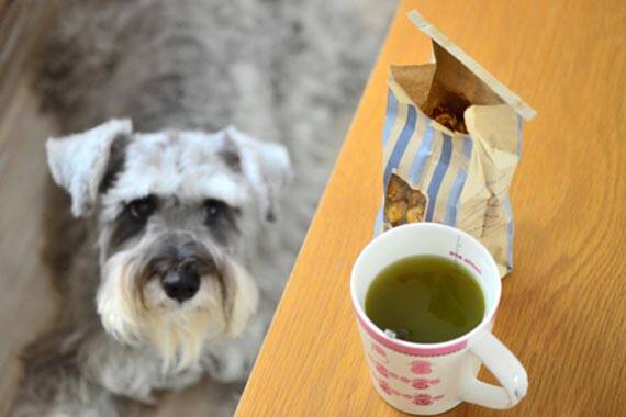 教雪纳瑞绅士地用餐的方法有哪几种