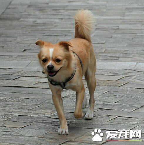 被狗狗咬了什么症状 狂犬病的几大症状