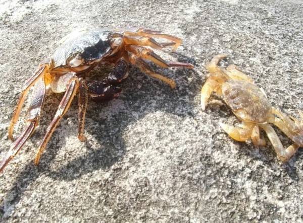 狗狗可以吃螃蟹吗