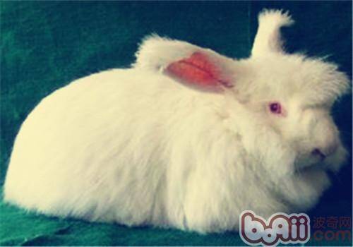 可不可以带安哥拉兔到草地上玩