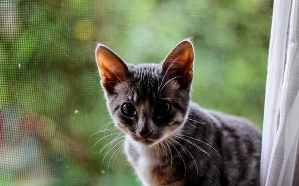 猫多大就不闹腾了