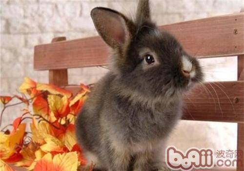 多瓦夫兔的品种简介