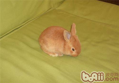 柏鲁美路兔的饲养环境布置