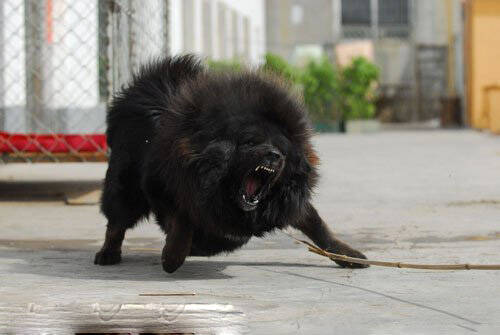 体型高大又凶猛的藏獒,藏獒复杂环境适应如何训练