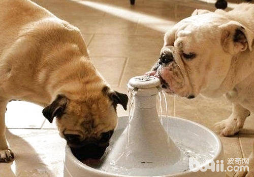 狗狗服药有哪些禁忌