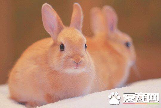 兔子是怎么叫的 兔子一共有八种不同的叫声