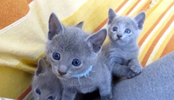 蓝猫四个月幼猫吃什么