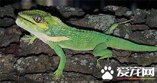 古巴变色蜥怎么样 属中体形最大的种类
