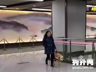 导盲犬带主人乘坐地铁，竟走向了逆行电梯………