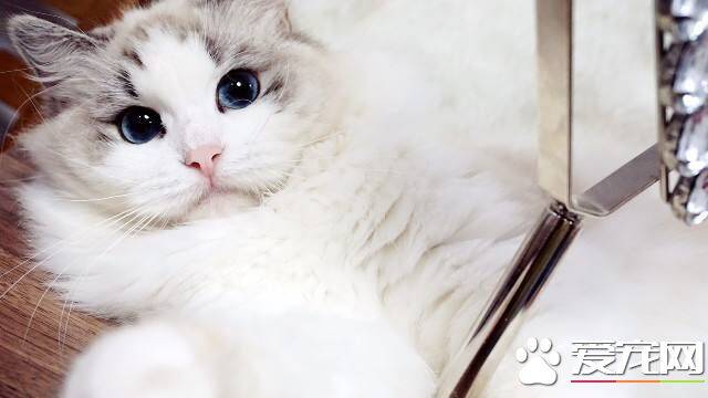 布偶猫叫声小或沙哑 布偶猫声音沙哑原来是感冒了