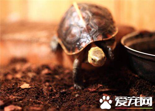 黄缘龟吃什么 黄缘龟正常的吃食是各种青苔