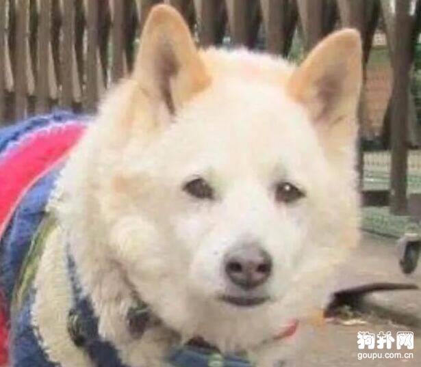 铲屎官松掉狗绳才几分钟，狗子就演了一出苦情戏