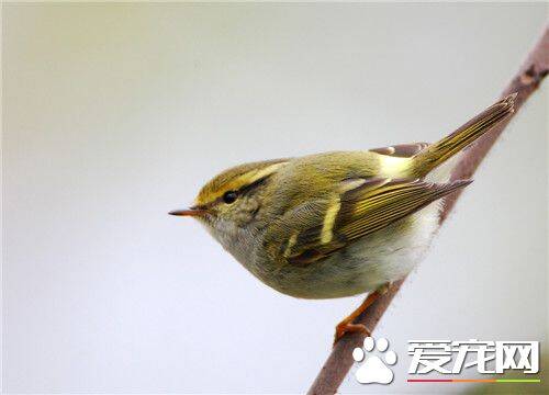 黄眉柳莺和黄腰柳莺的区别 没有淡黄色的眉纹