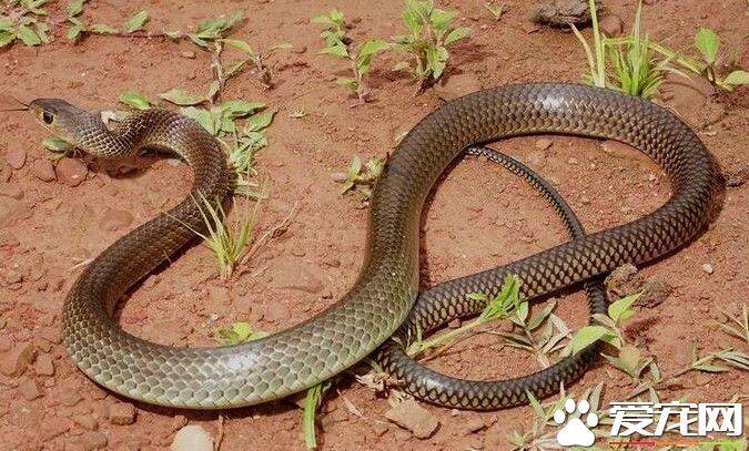 灰鼠蛇能长多少斤 灰鼠蛇一般在2到4斤
