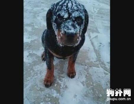 外面下着雪，狗狗非要出去玩，然后就成这样了......