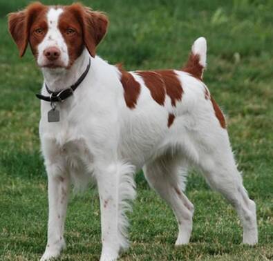 布列塔尼犬的性格 是警觉性高的犬种