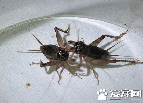蟋蟀喜欢生活在哪里 栖息于地表砖石下