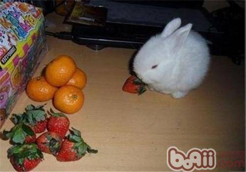 兔兔吃水果要有所选择
