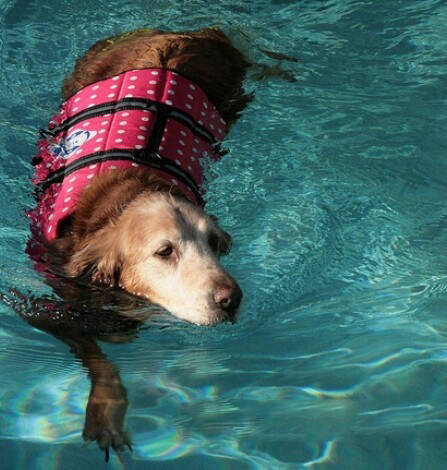 训练狗狗站起来,狗狗游泳清凉一夏