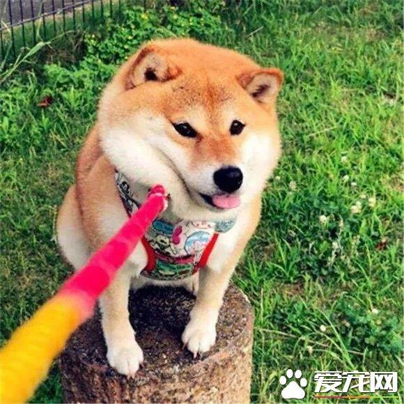 柴犬叫声是什么声音 了解下它们声音表达的意思