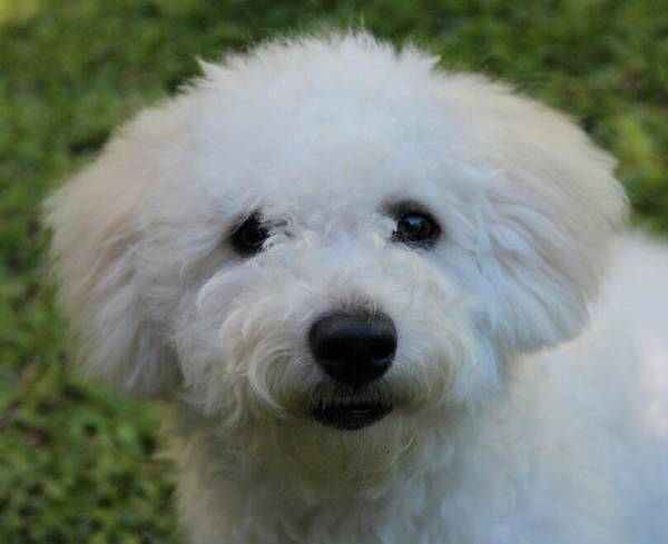 比熊能吃柚子吗