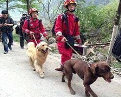 搜救犬的训练方法-  争分抢秒，搜救犬负伤工作