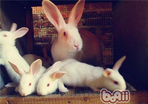 秋季种母兔饲养管理的注意事项