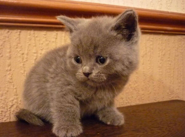 蓝猫几个月绝育